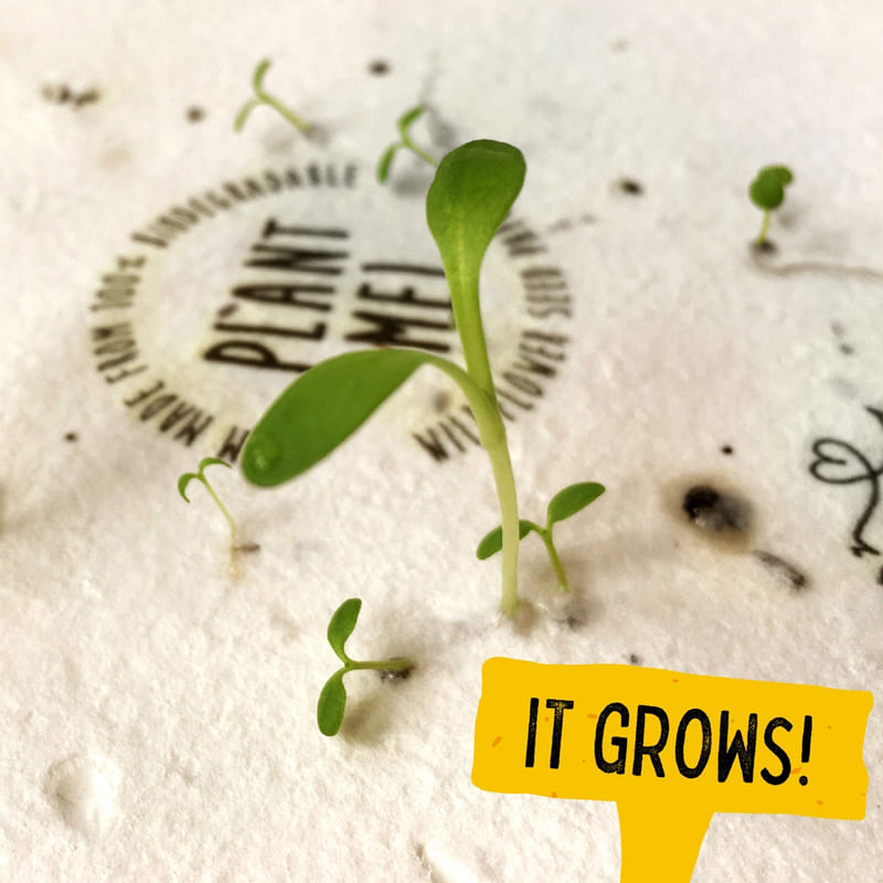 Eco-Friendly White Seed Book